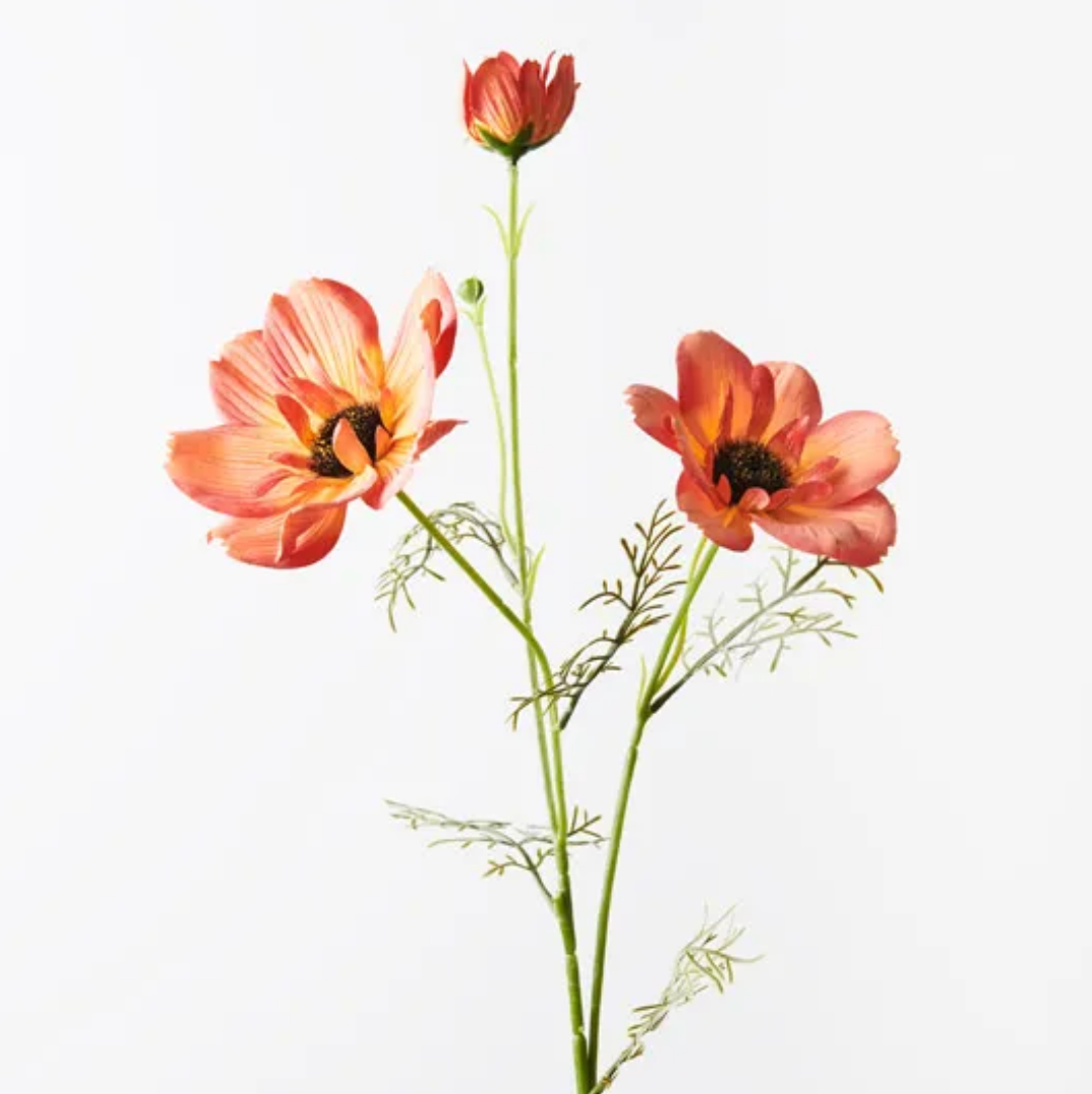 Orange Coreopsis Plants
